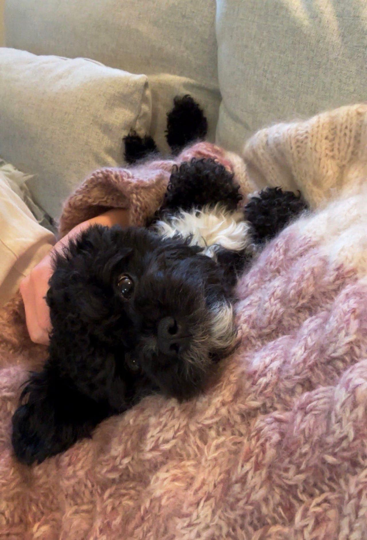 🐾 Kjærlig bichon havanais (3 år) søker midlertidig hjem