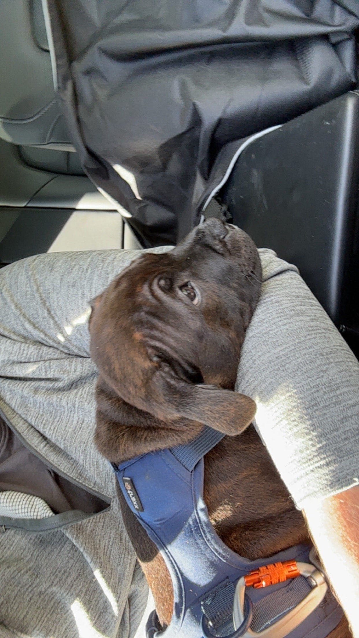 Staffordshire bull terrier vurderes omplassert