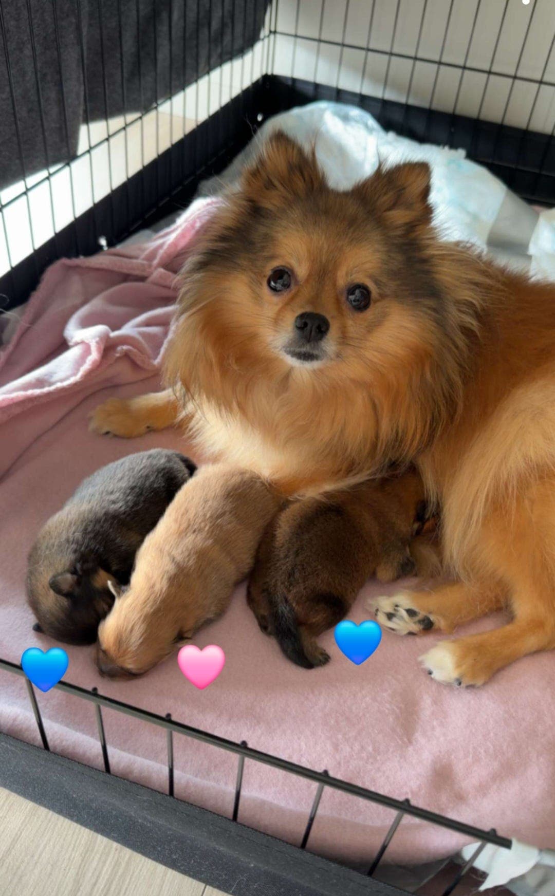 3 Kleinspitz valper til salgs 🐶❤️