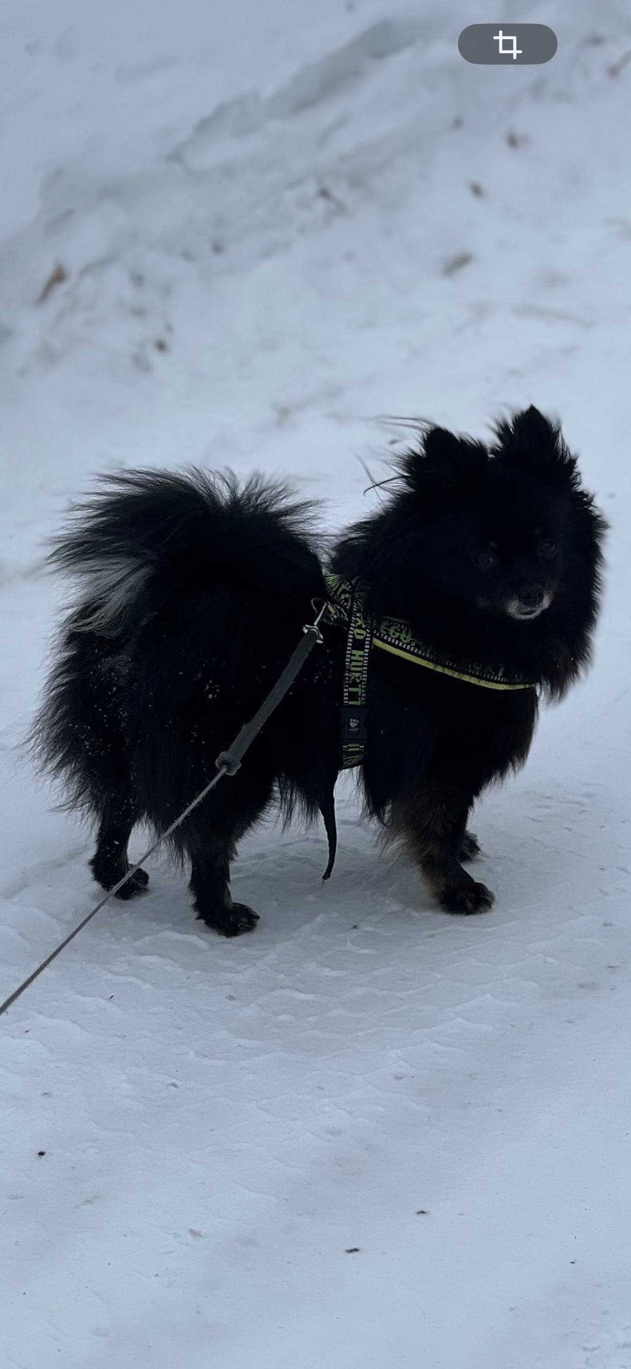 Pomeranian tispe vurderes omplassert