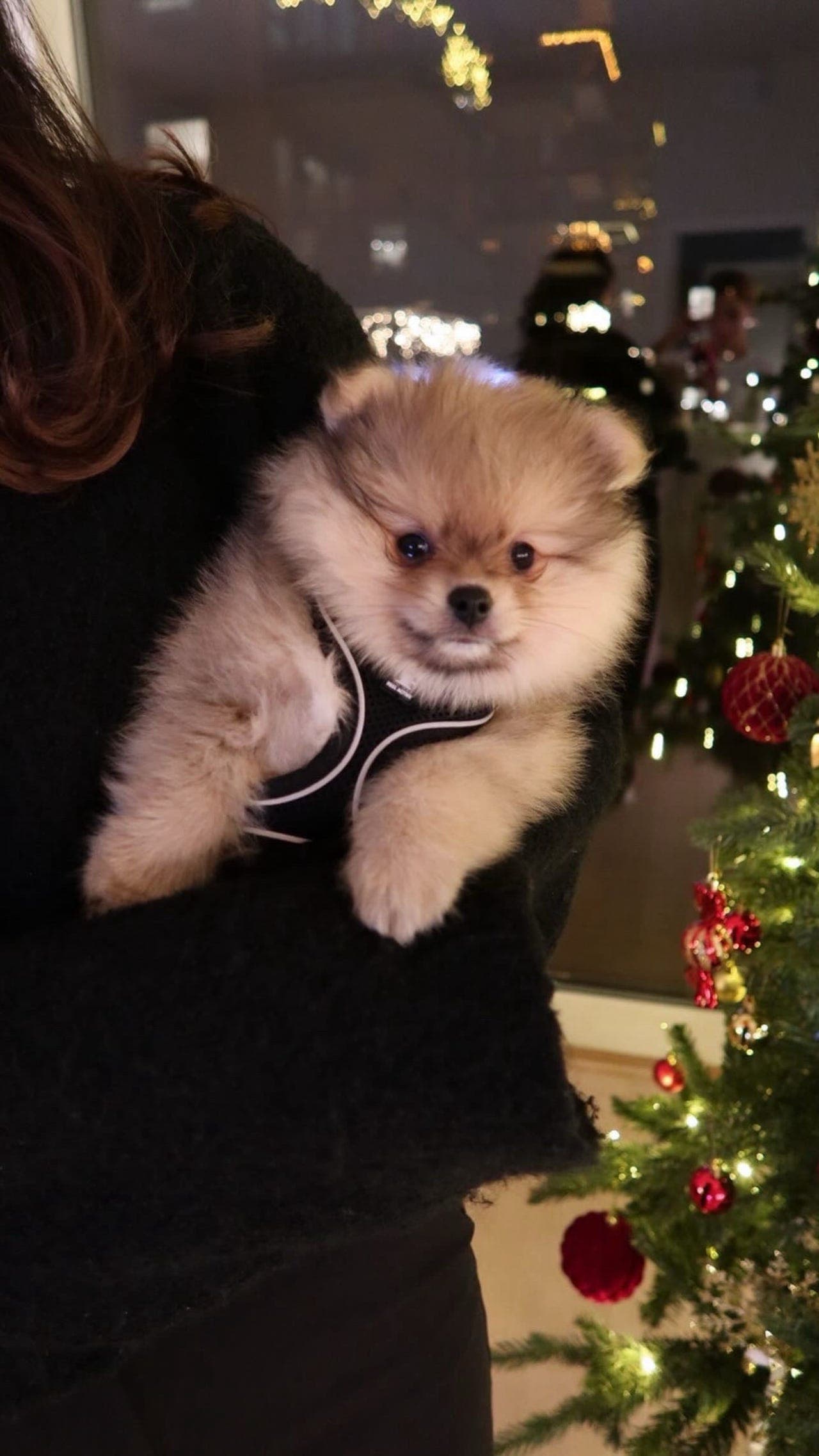 Milo søker nytt hjem