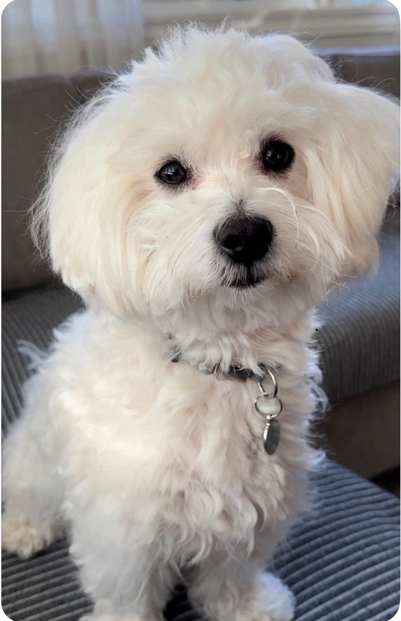 Malteser søker nytt hjem 💙