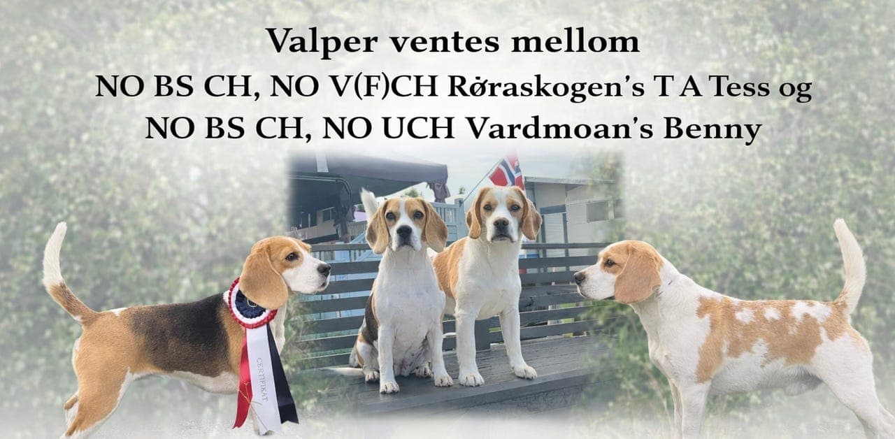 Sosiale, rasetypiske, fine beagelvalper ventes