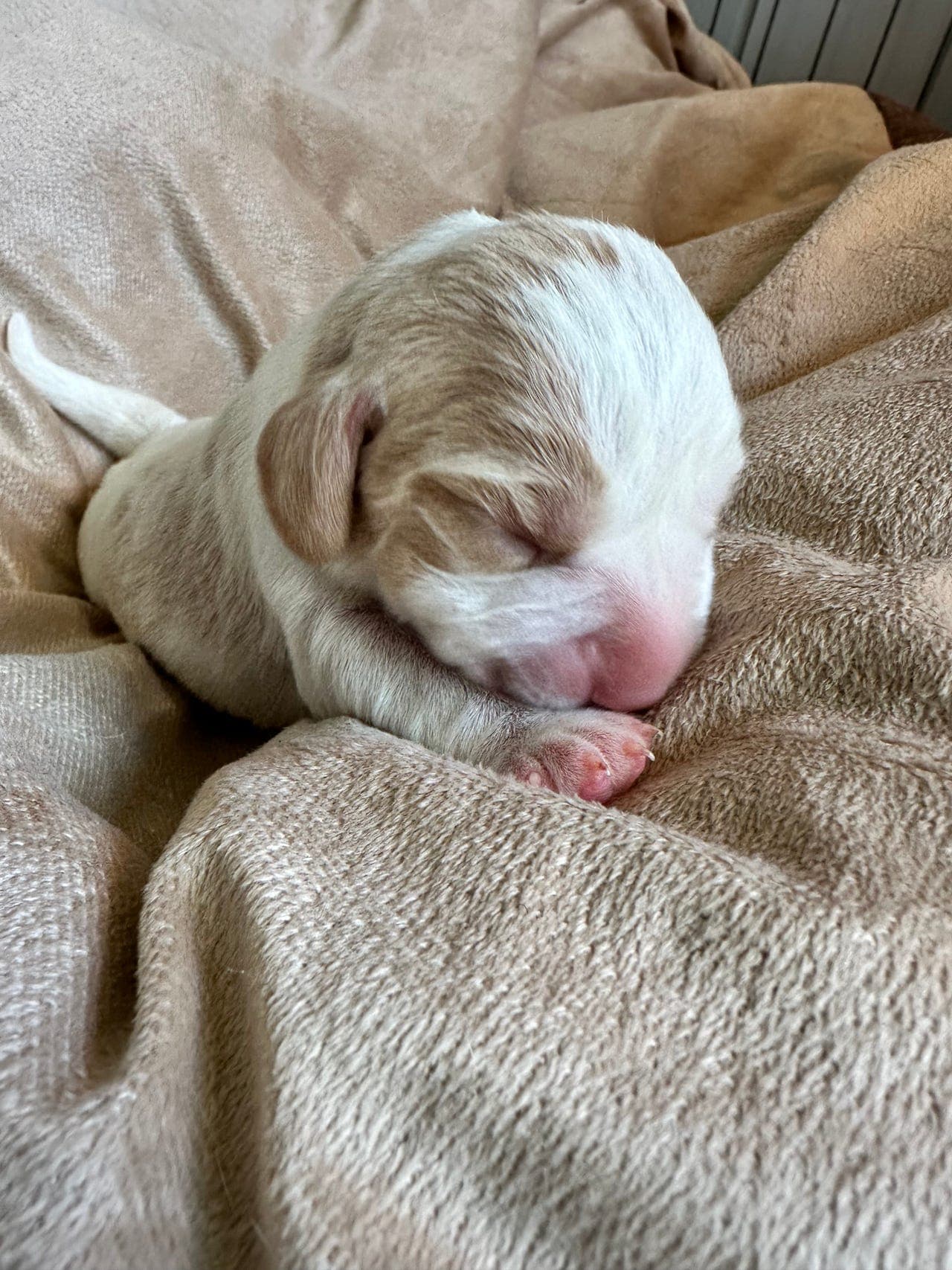 Sosiale, rasetypiske, fine beagelvalper ventes