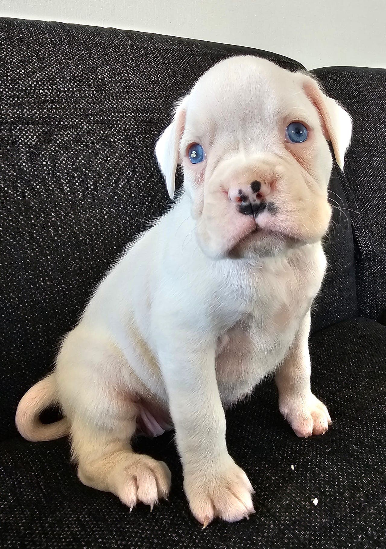 Nydelige hvite boxer-valper- mulig døve