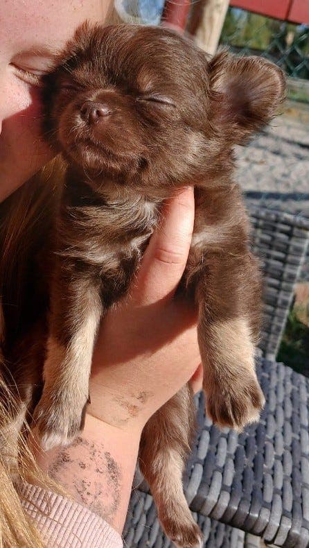 Vakre LH chihuahua gutter