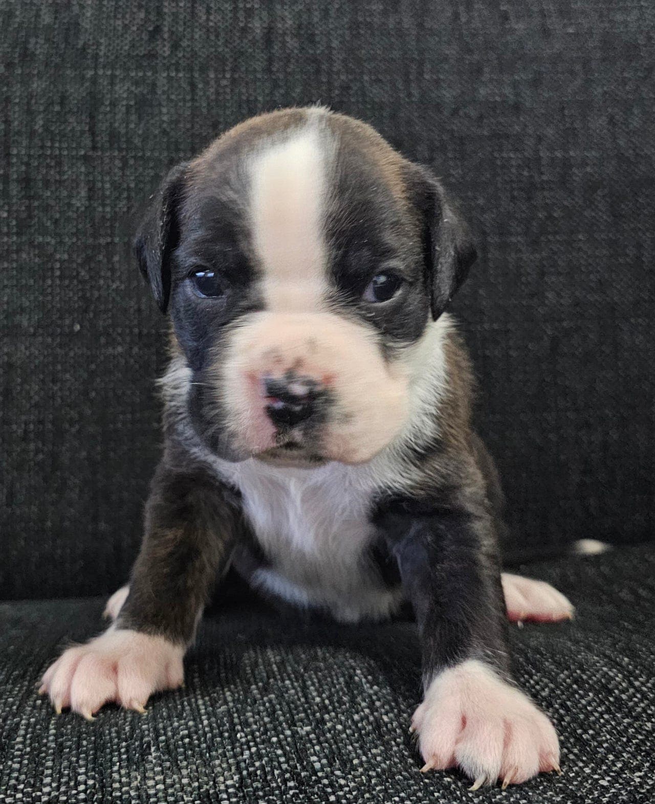 Søte boxer valper selges ! Leveringsklare 1 Mai