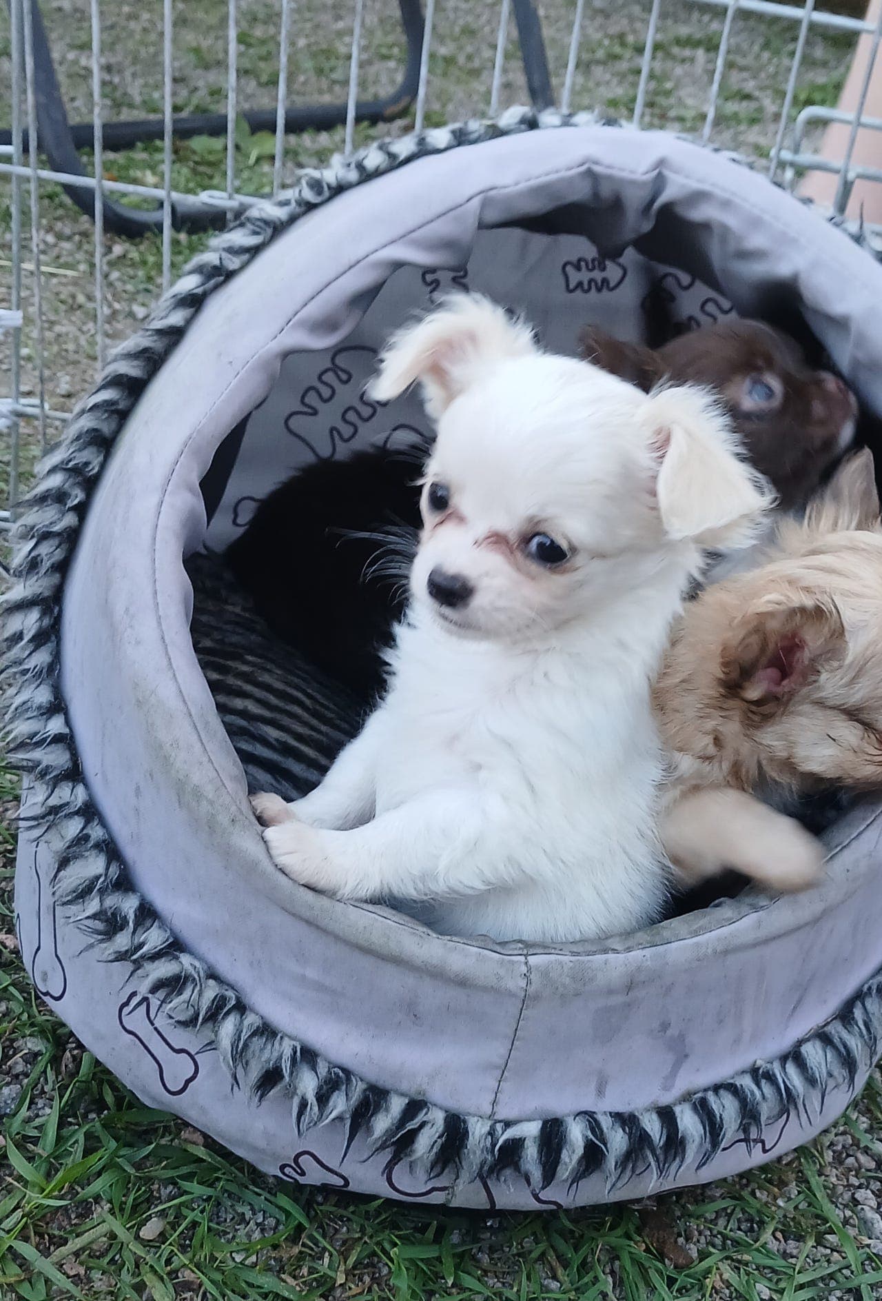 Vakre LH chihuahua jenter🩷