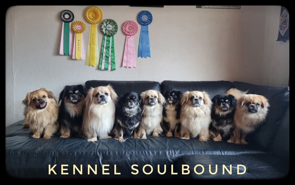 5 Registrerte voksne Tibetanske Spaniels selges ut.