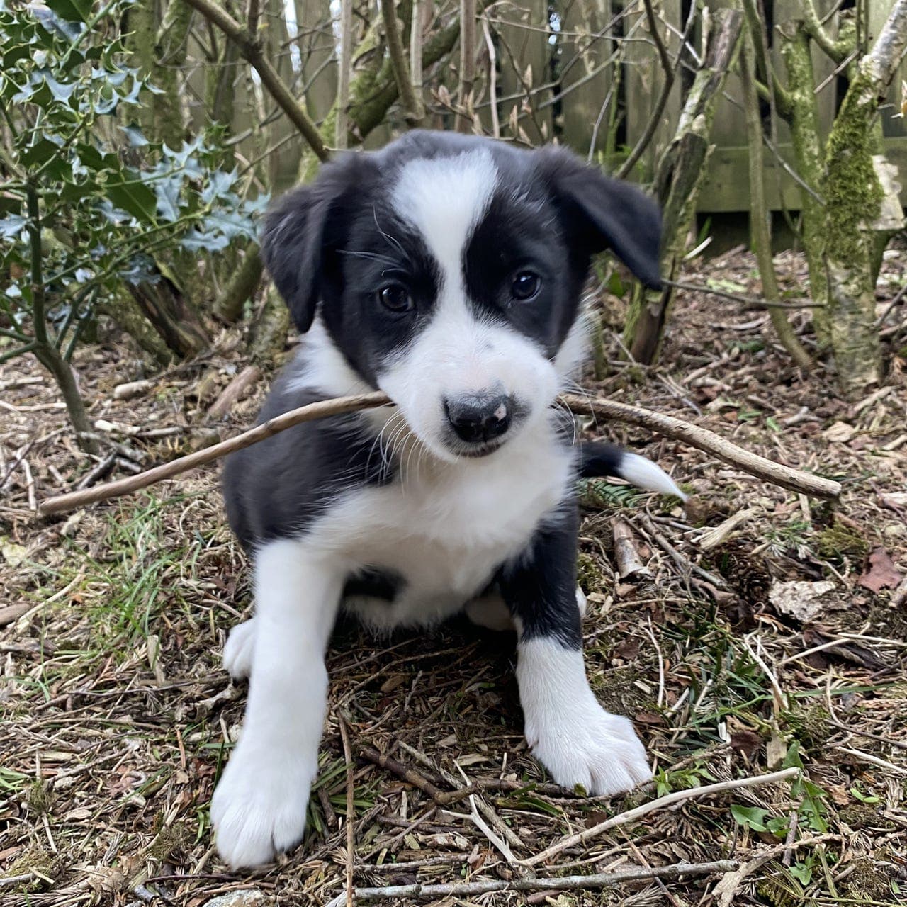 Border collie valper