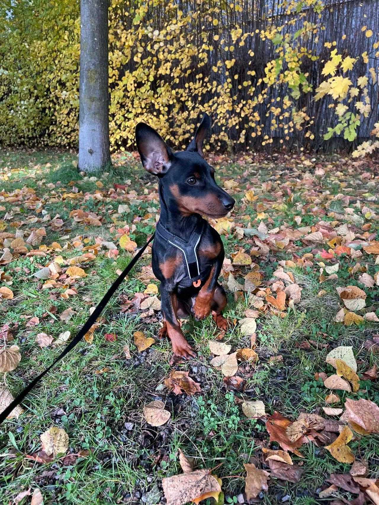 Dvergpinscher
