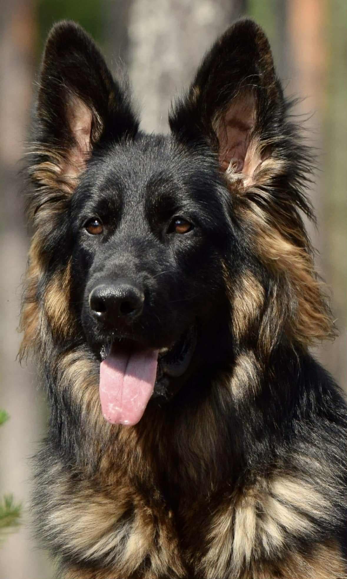 Mørke og sorte langhåret Schæfer valper etter høyt premierte foreldre