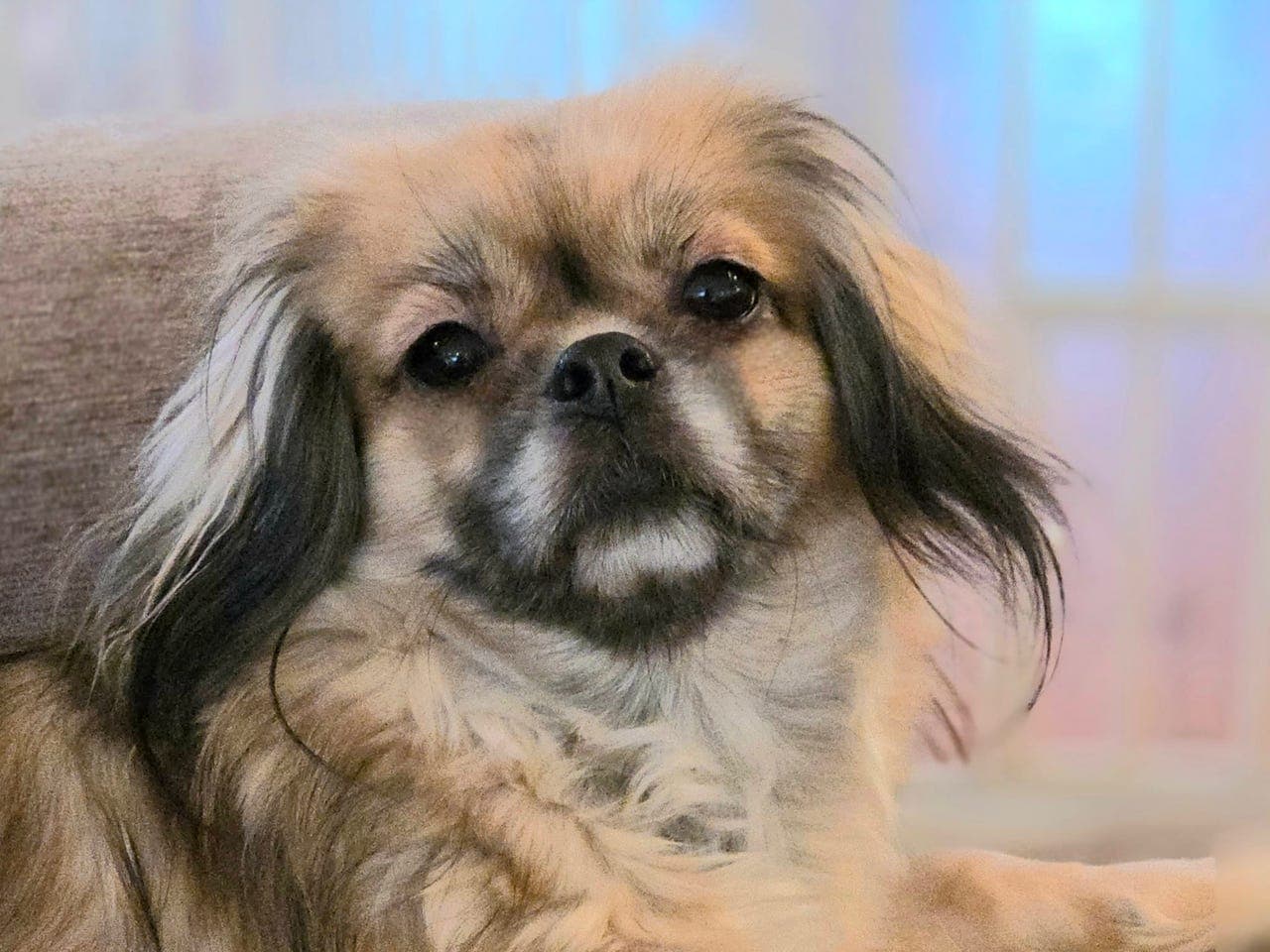 Tibetansk spaniel tispe