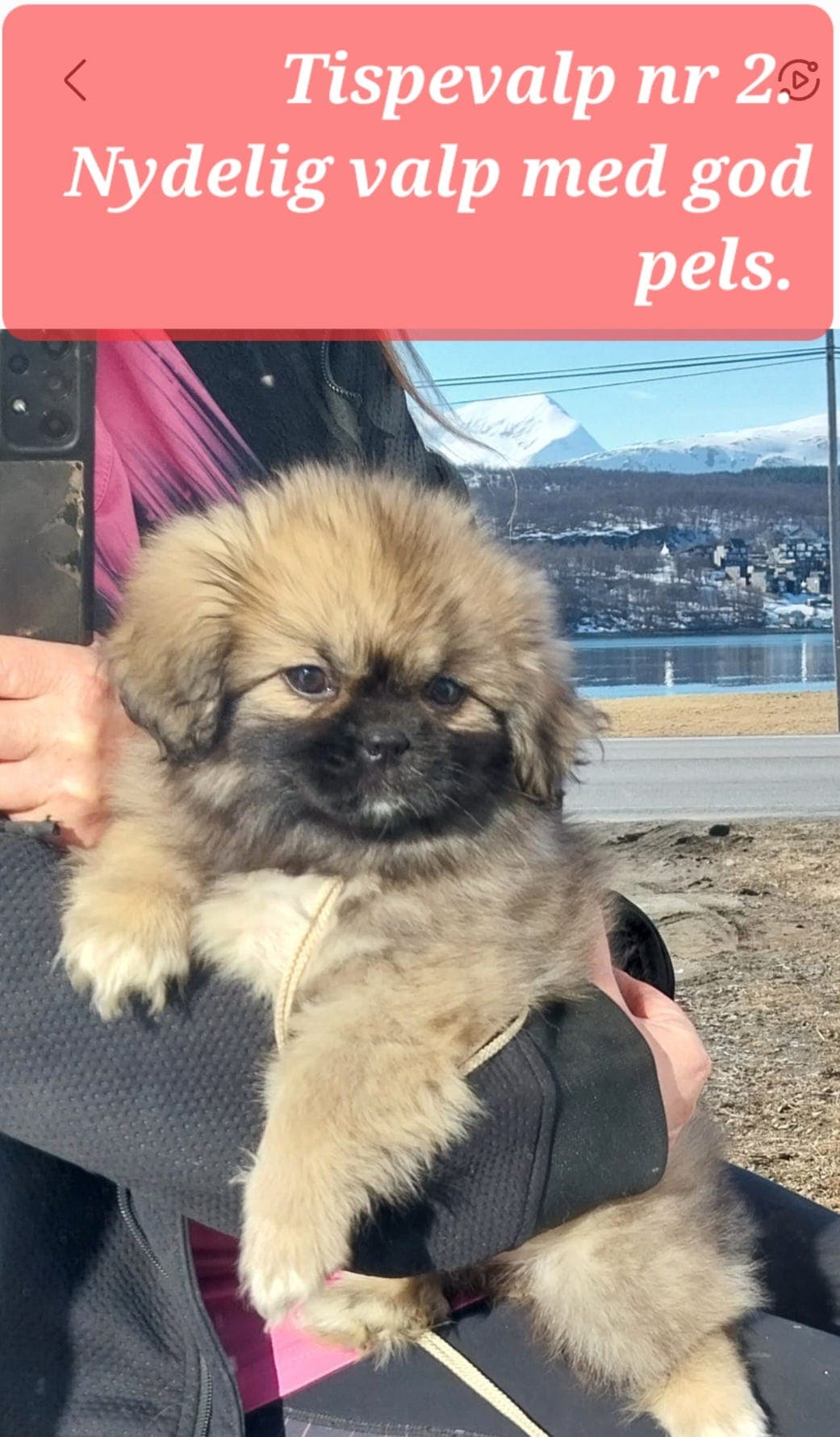 Tibetansk spaniel, Tromsø