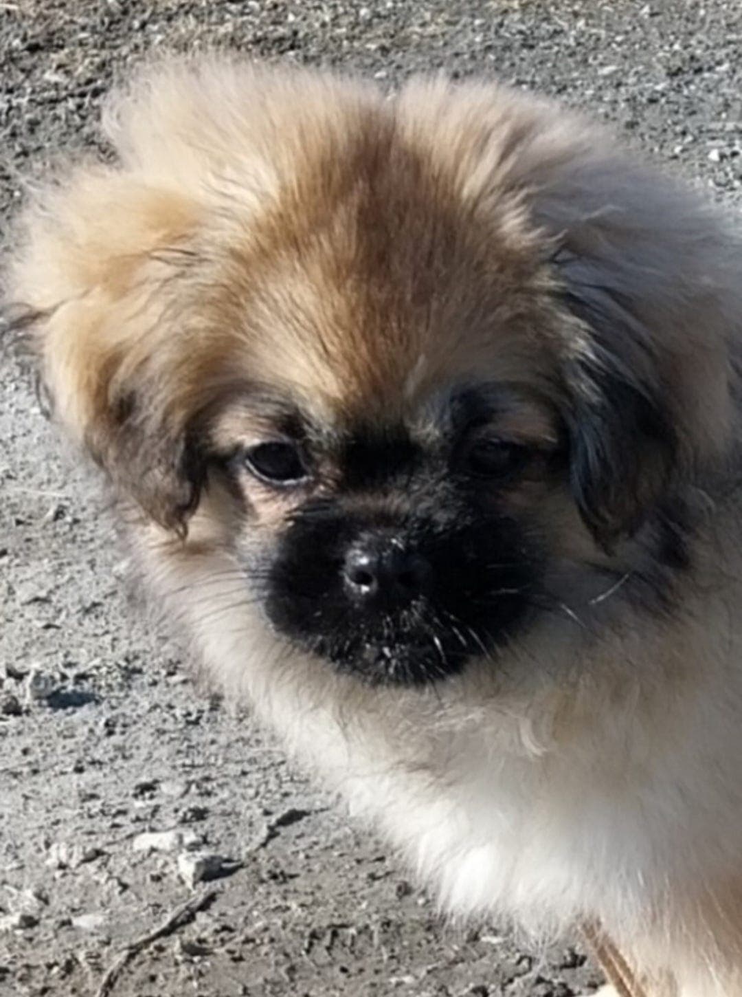 Tibetansk spaniel, Tromsø