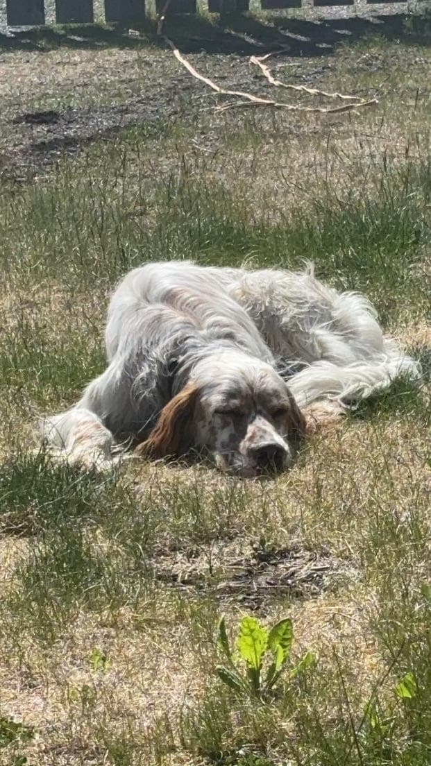 4 år gammel engelsk setter hann