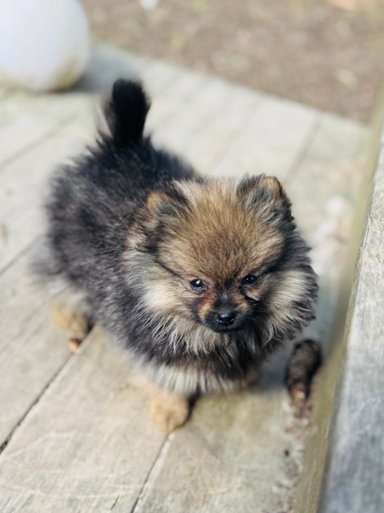 Pomeranian med stamtavle!