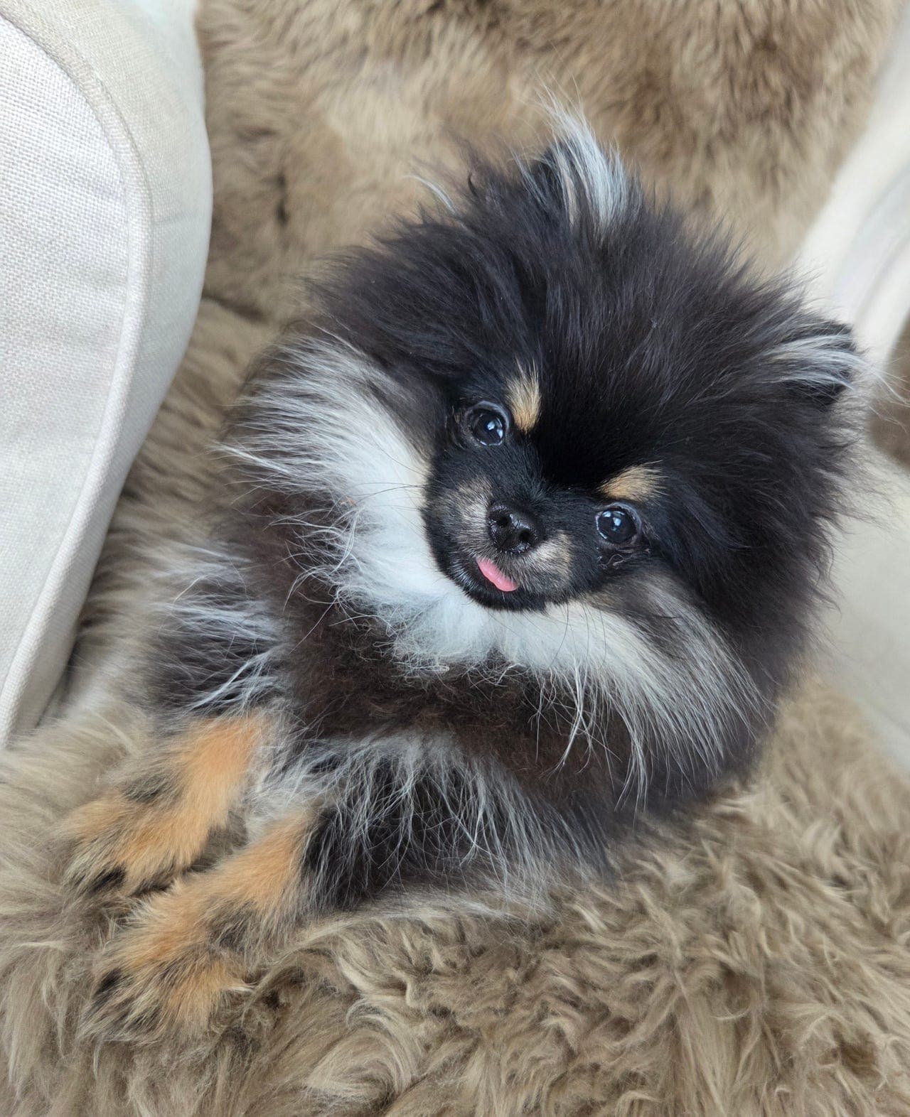 Pomeranian Mini-Gutt 😍