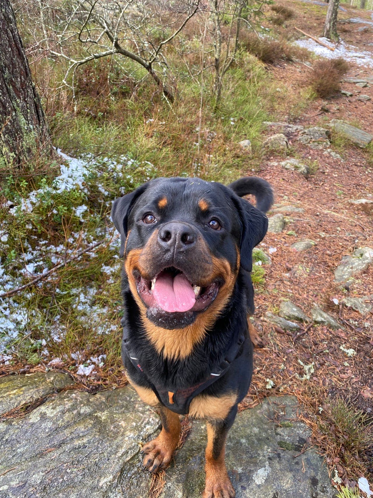 Rottweiler søker avlastning