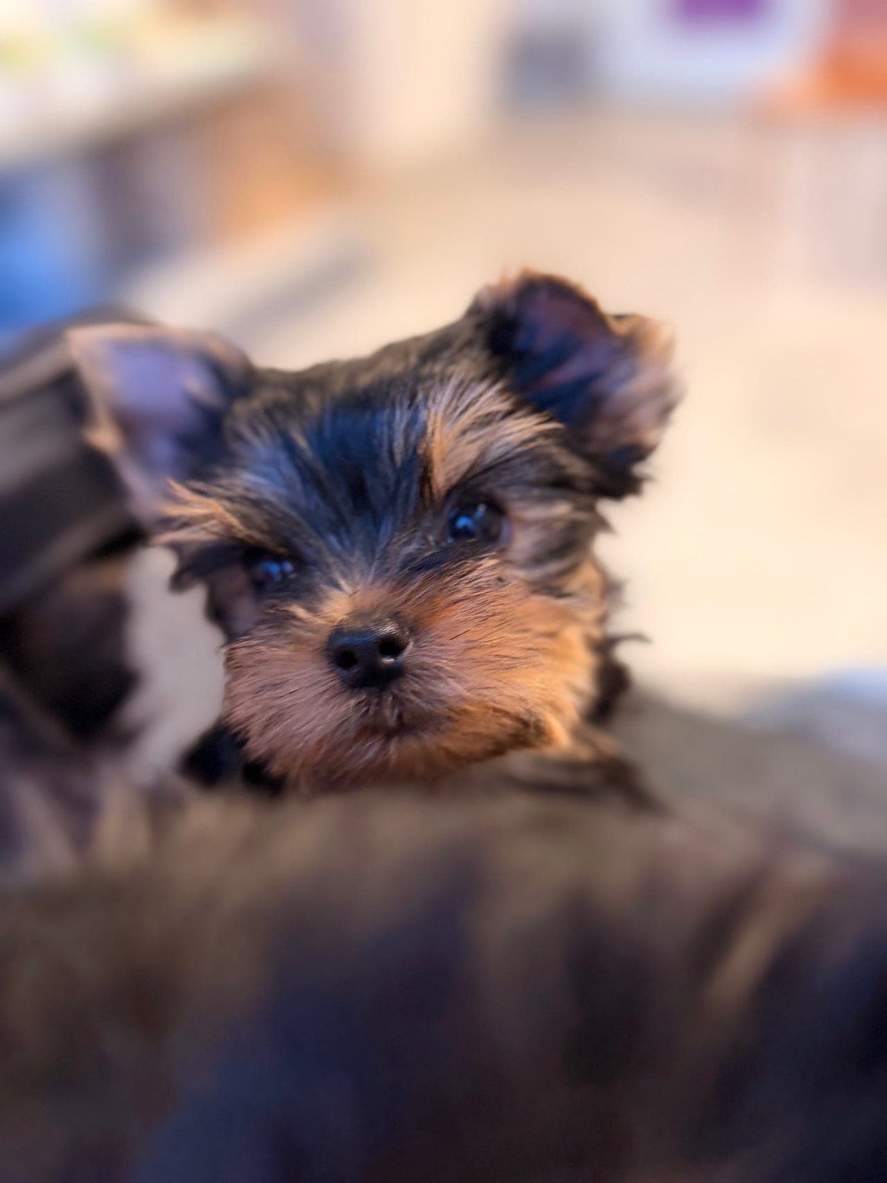 Yorkshire terrier hanner