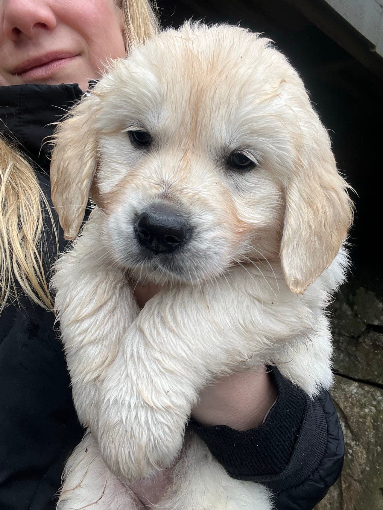 Golden Retriver valp