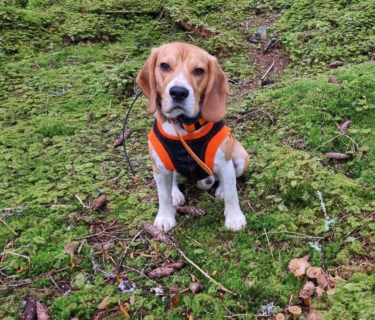 Beagle gutt 2 år søker ny familie