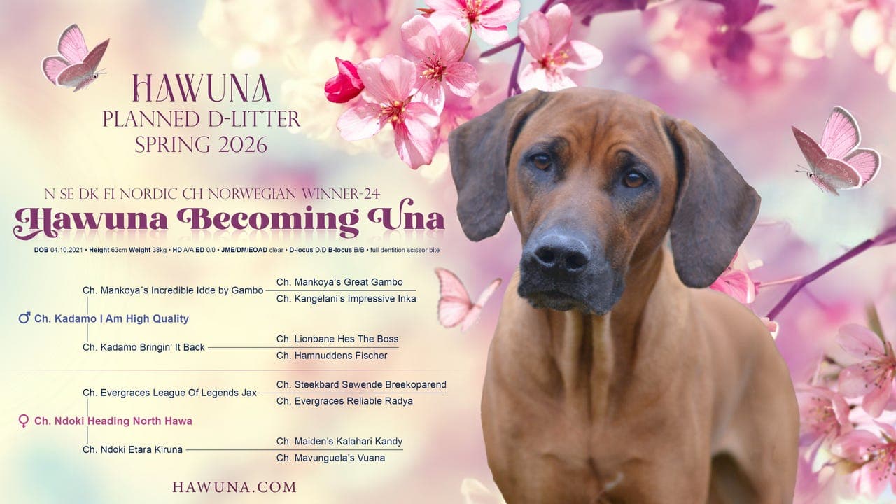 Rhodesian Ridgeback valper ventes født i midten av mai 🦋