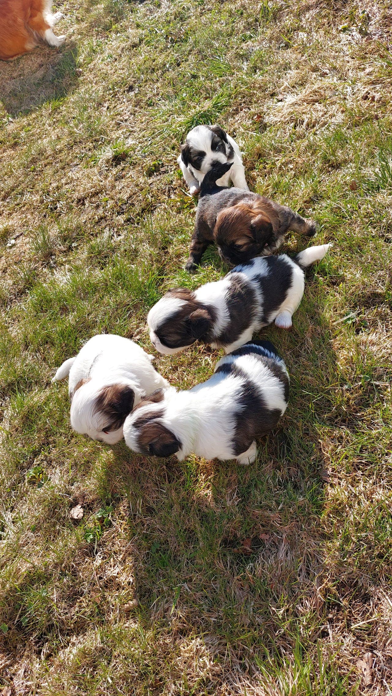 TIBETANSK SPANIEL VALPER
