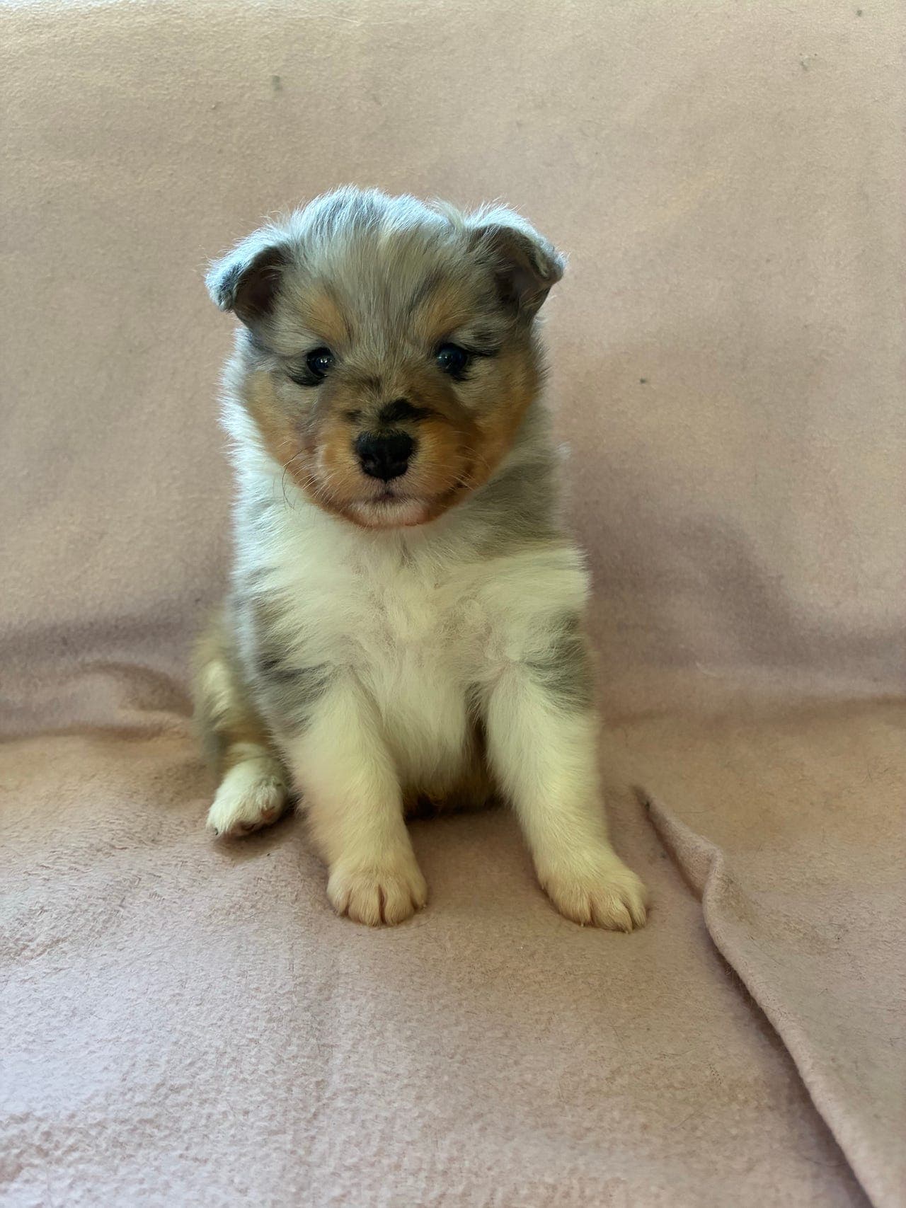Shetland sheepdog valper