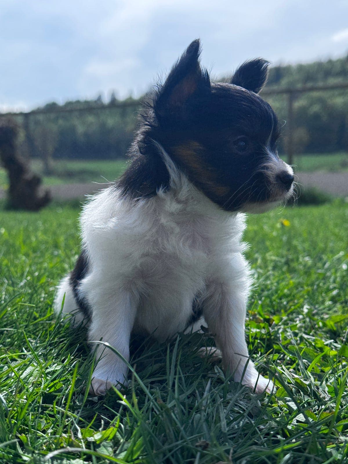 Papillon valper NKK