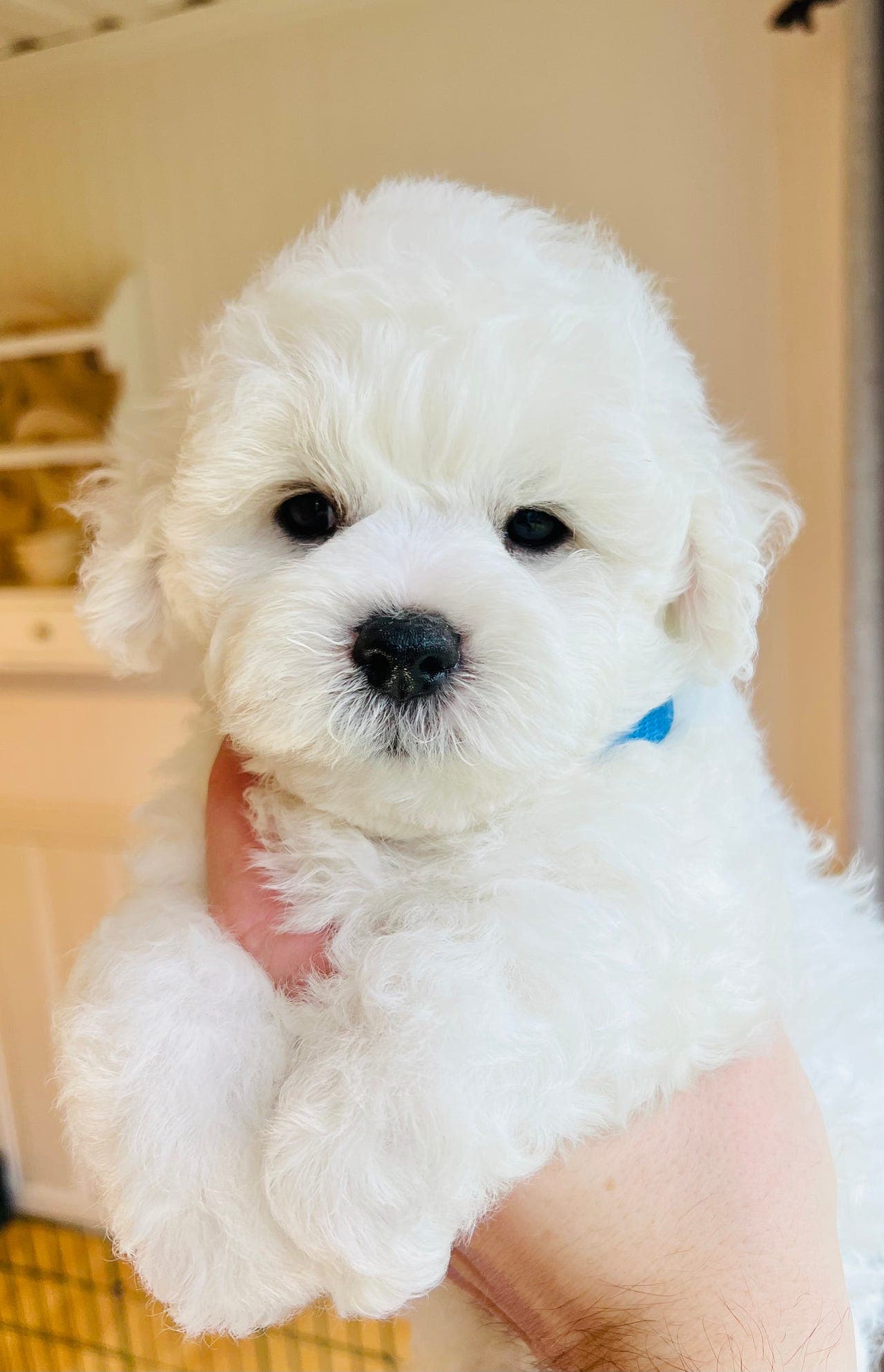 Bichon Frise valper- Kun en hannhund ledig.