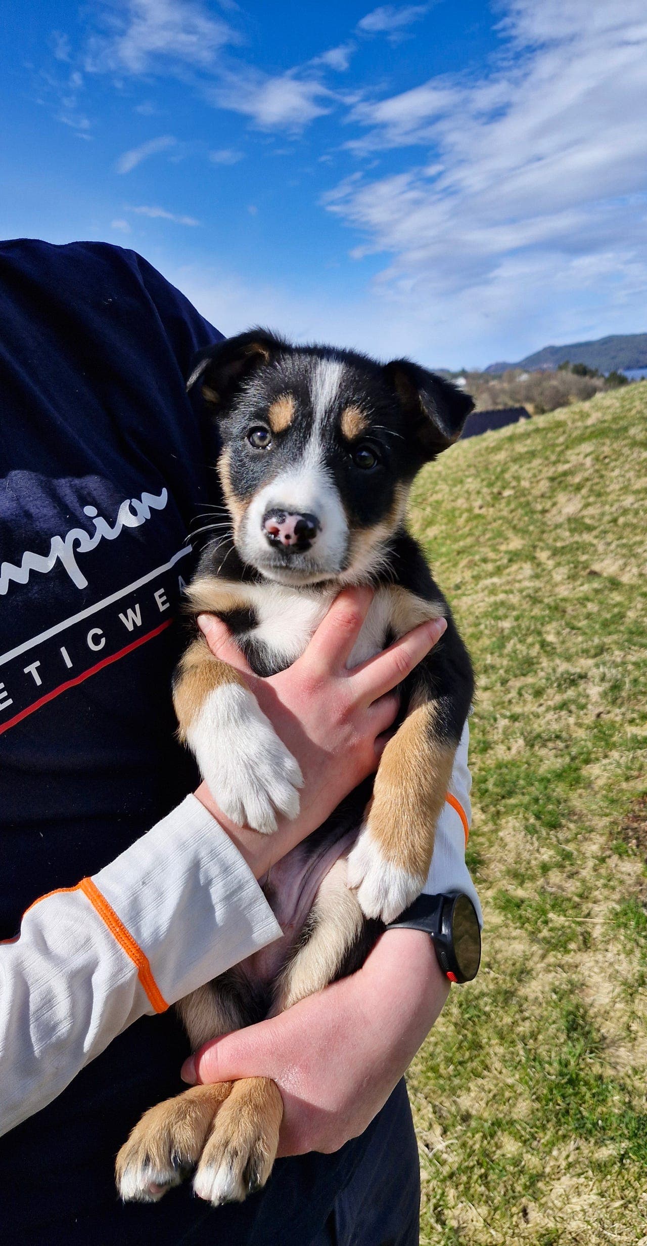 Border Collie valper