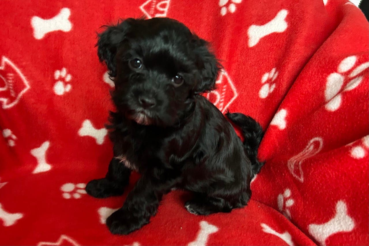 Bichon Havanais frøken med navn Diltedotten Lakris