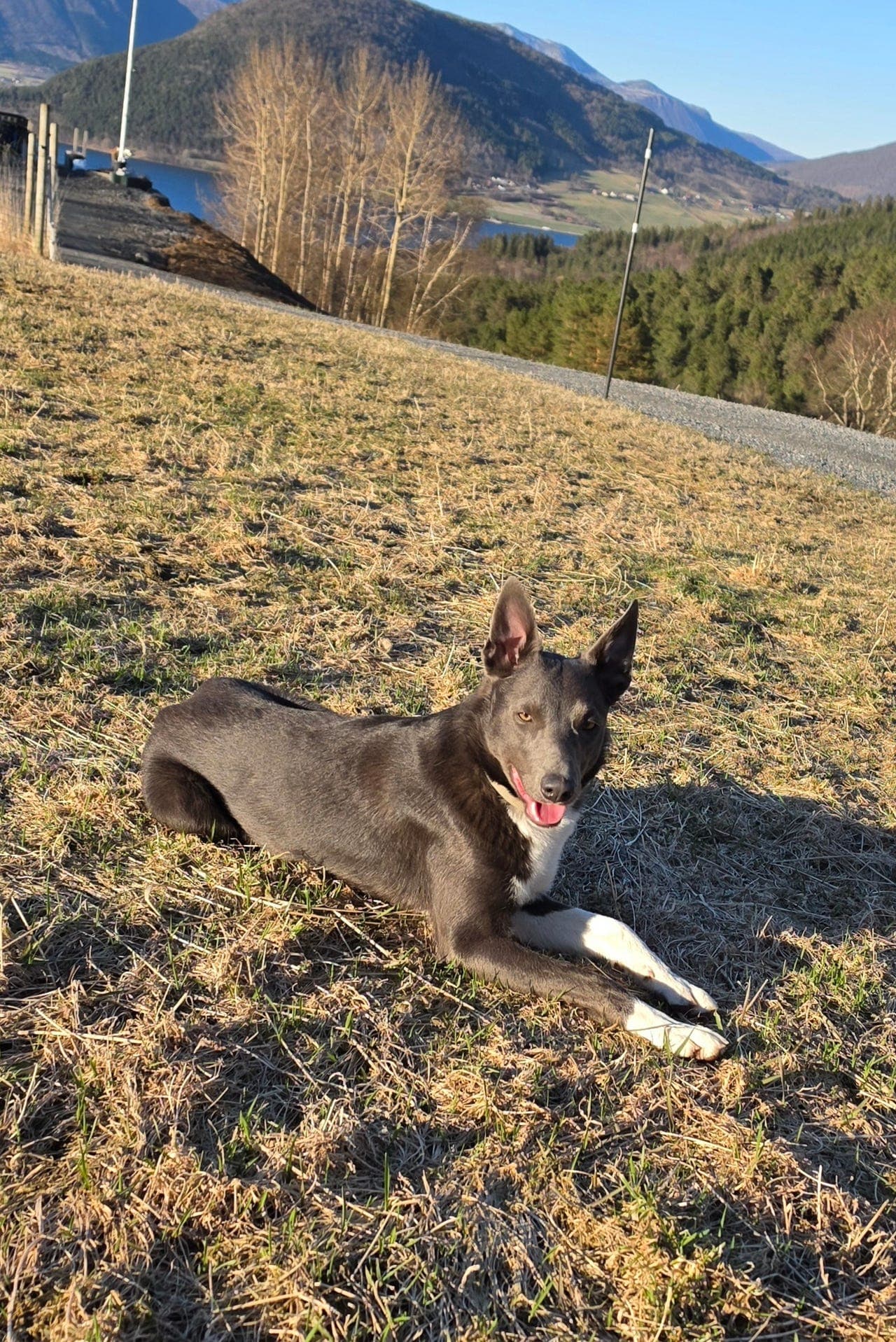 Zippo - Nkk registrert - Border Collie - påbegynt gjeterhund
