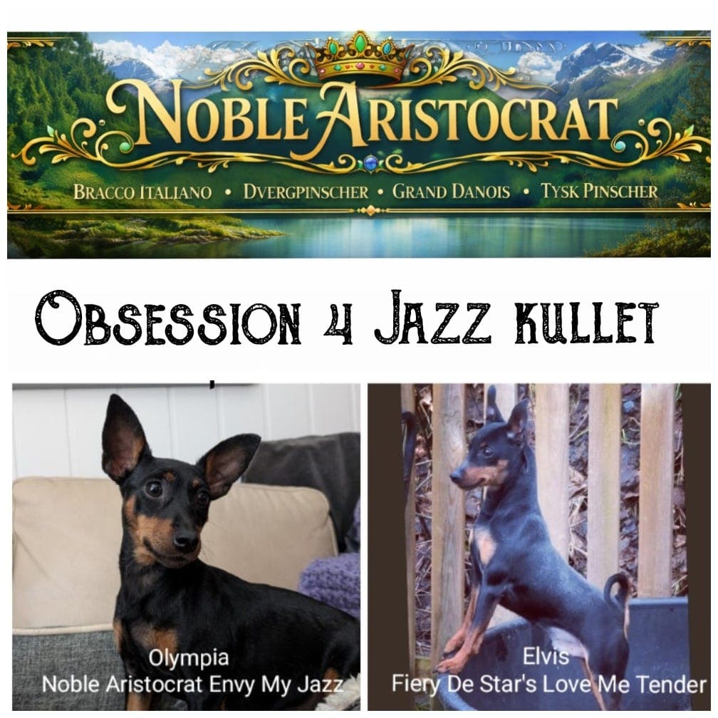 🧡💛💫⭐ Dvergpinscher valper - Sommerkull