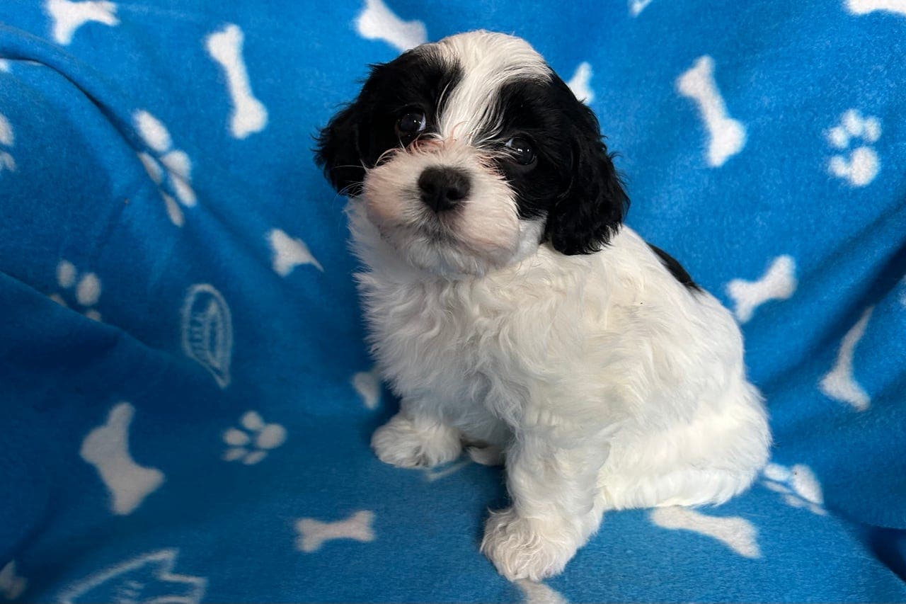 Bichon Havanais Diltedotten Largo