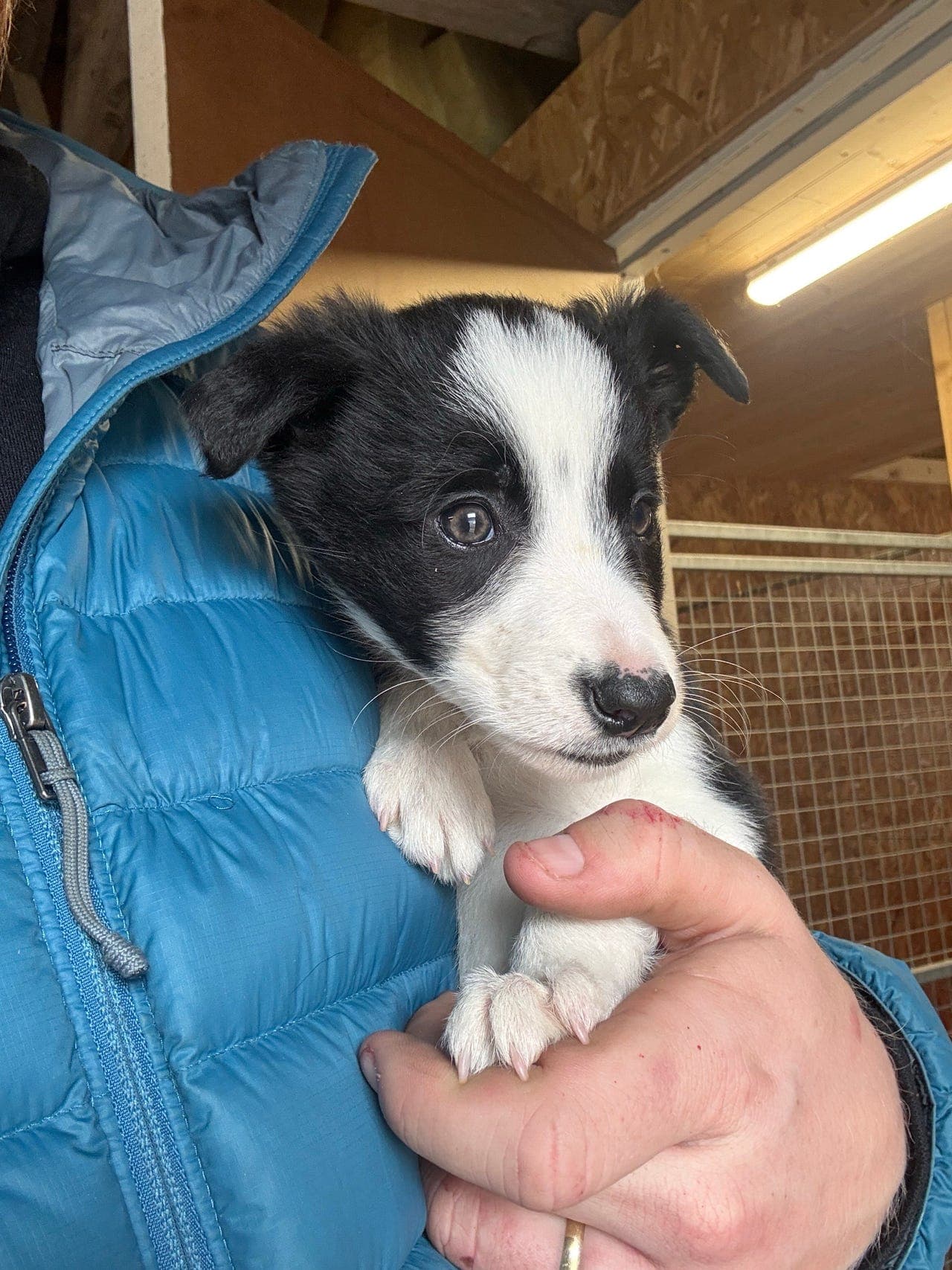 Border Collie gjeterhund valper