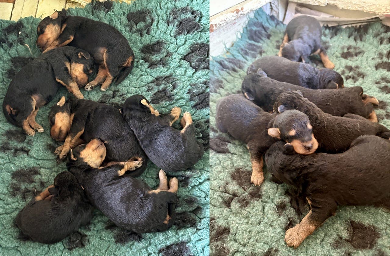 Airedale terrier-valper født på Rabben kennel