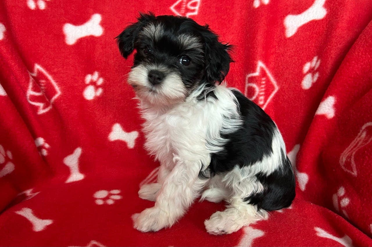 Bichon Havanais Diltedotten Lexi