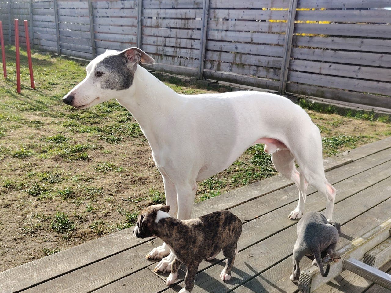 Whippet valper, leveringsklare I august
