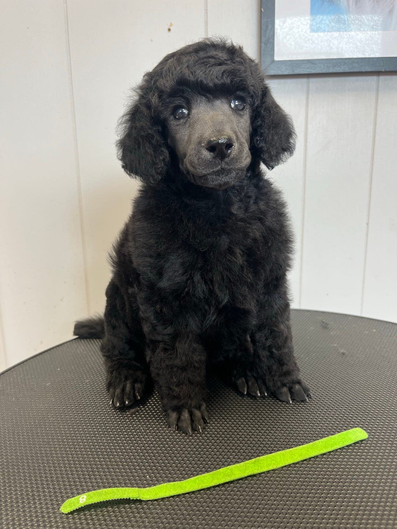 Liten puddelgutt med vinnende vesen