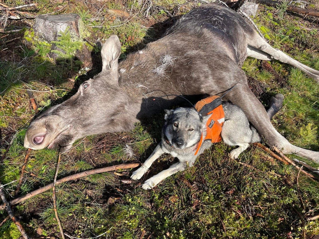 Jämthundvalper etter Torvspetsen’s QT Trygve (NO37486/22) og Kiara (NO55040/21)