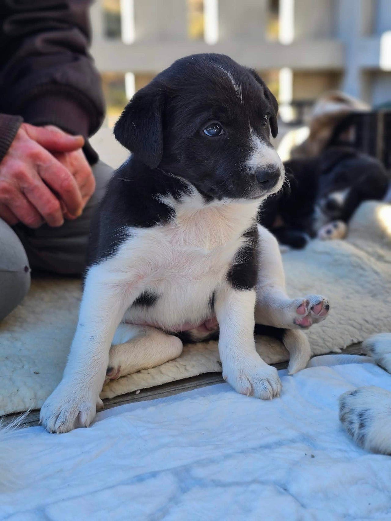 Border Collie valper til salgs