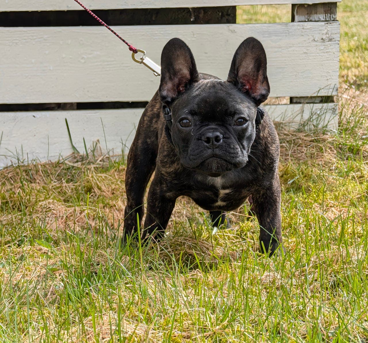 Fransk bulldog valp