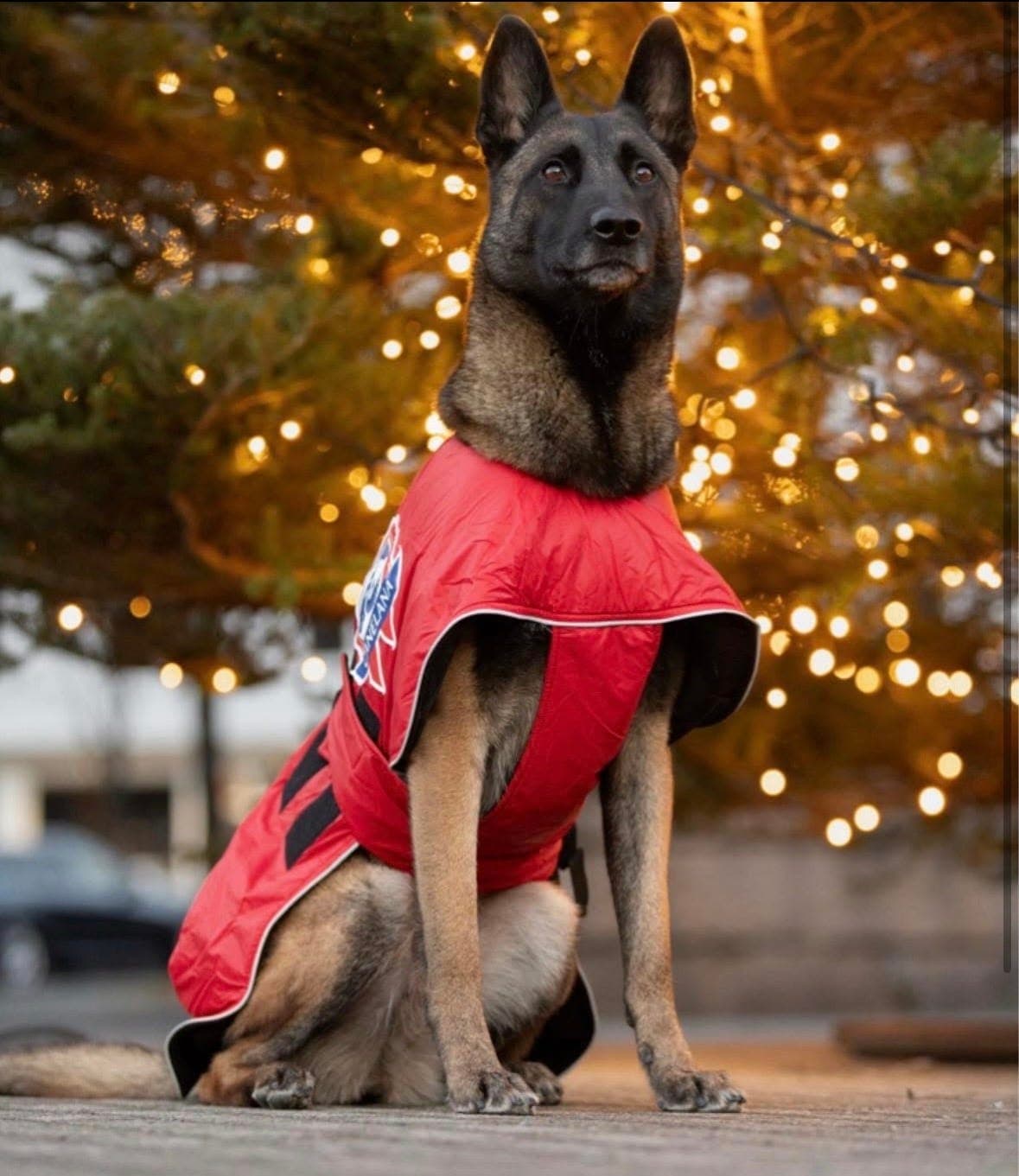 Malinois valper🐶