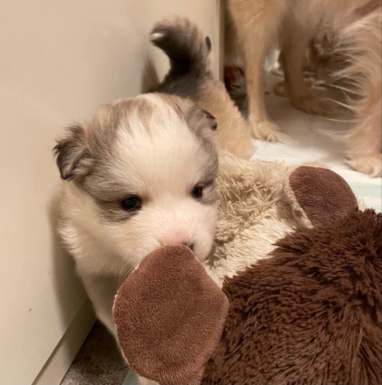 Finsk Lapphund valper