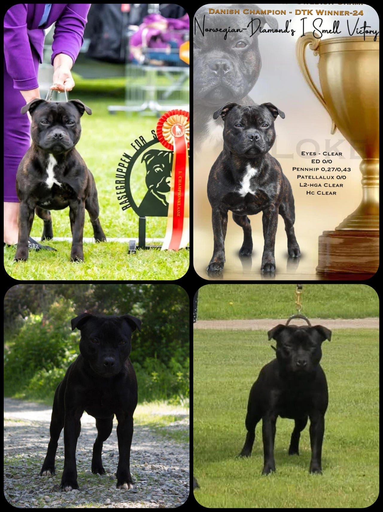 Staffordshire Bull Terrier valper ventes