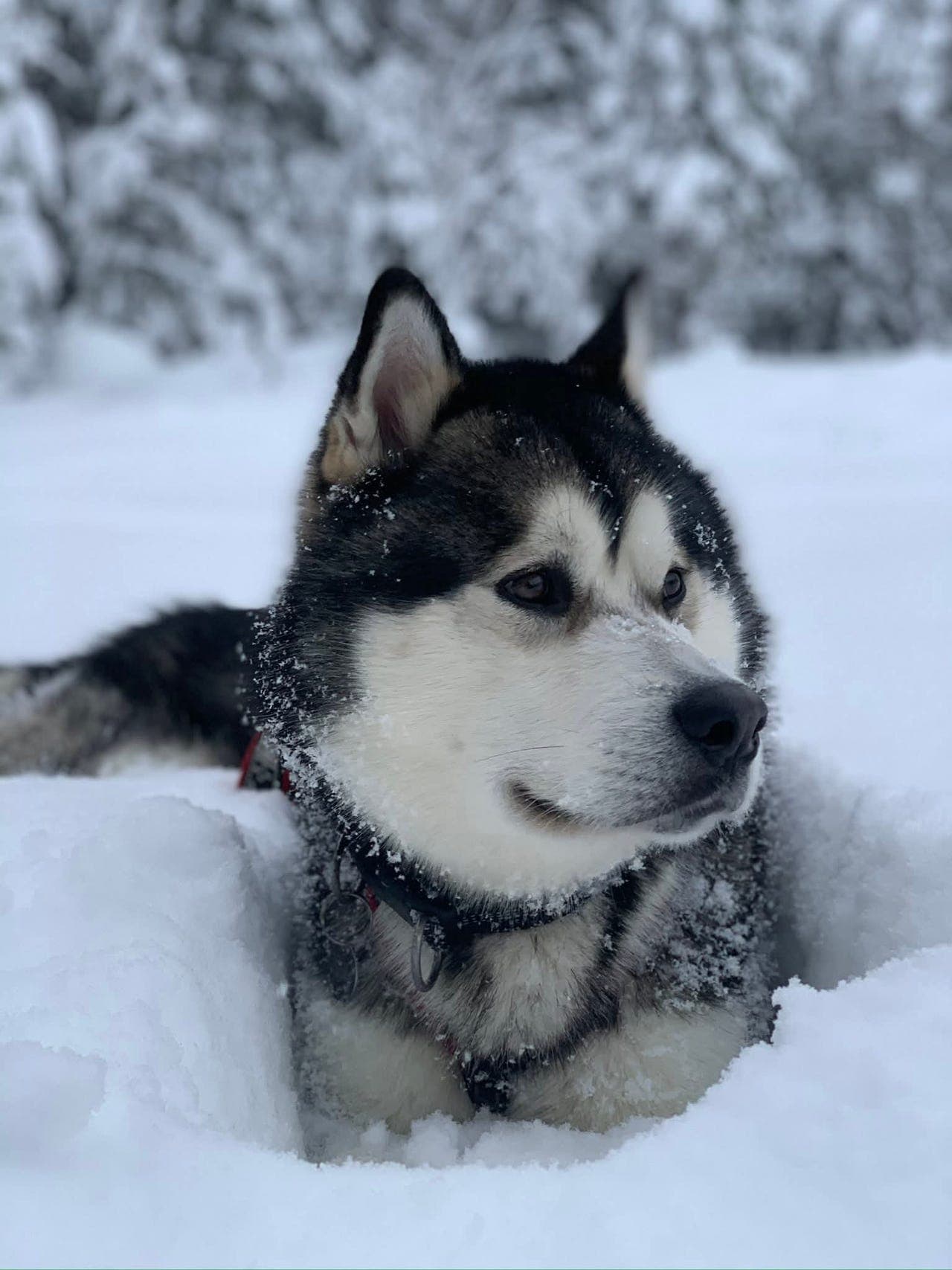 Alaskan Malamute søker nytt hjem!
