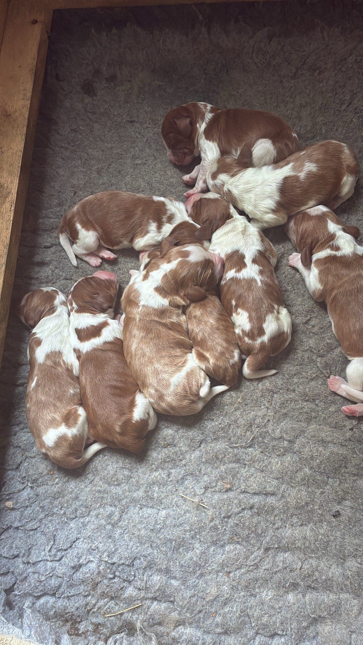 Welsh springer spaniel valper