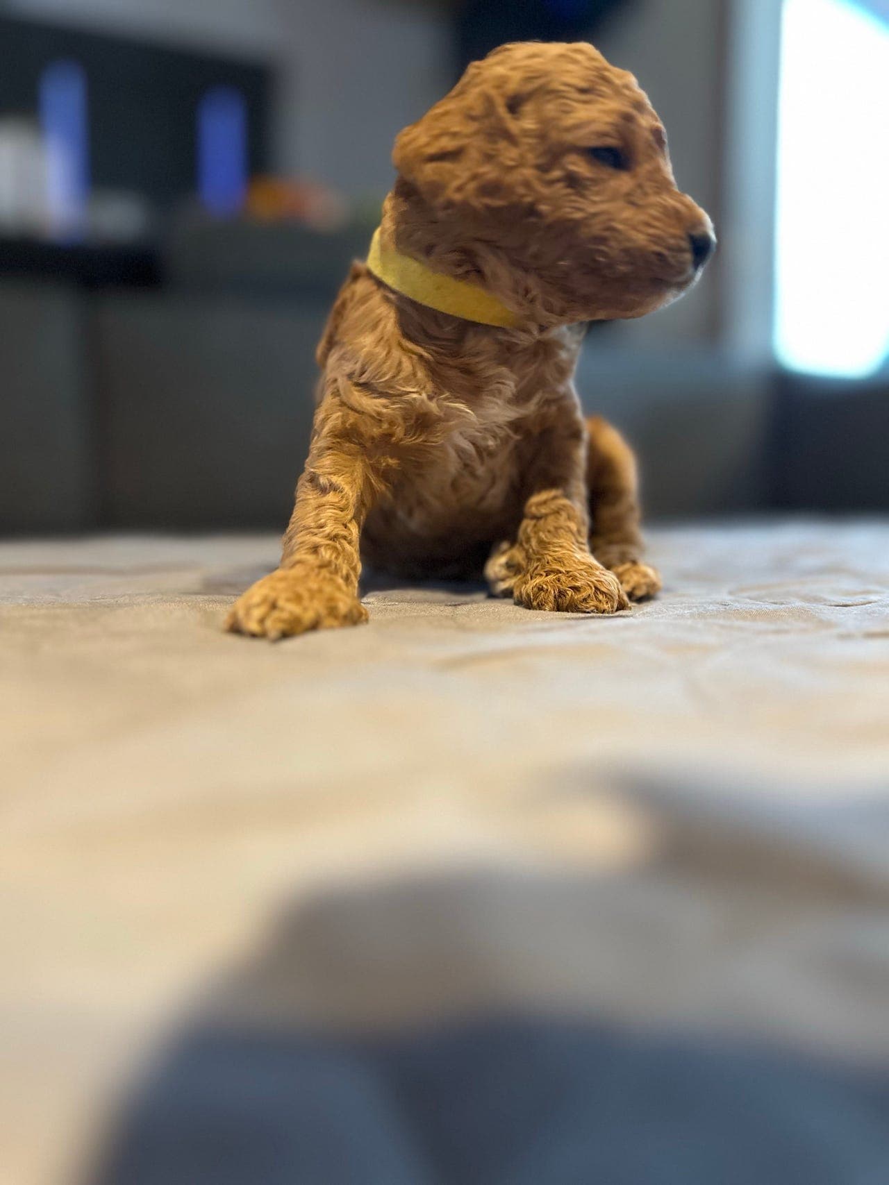 Nydelige toy puddel valper – 5 gutter klare i mai 🐶